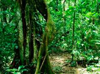Selva del Yucatán.